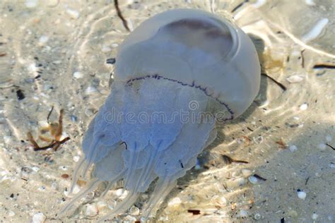 Jellyfish Rhizostomae Swim In Sea Stock Photo Image Of Bell Jellies