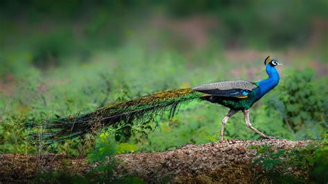 Peacock Fact Sheet Blog Nature Pbs