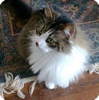 Learn more about maine coon adoptions (mca) in oakland, ca, and search the available pets they have up for adoption on petfinder. Pin on Cats