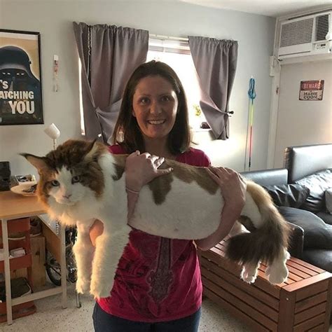Meet Samson The Largest Domestic Cat Alive