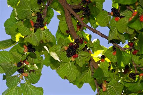 This handsome tree has dark green foliage in summer which turns yellow before it drops in fall. Superberry Black Mulberry Tree | Tyres2c