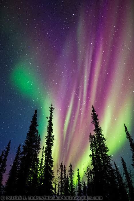 Colorful Northern Lights Over Birch Trees
