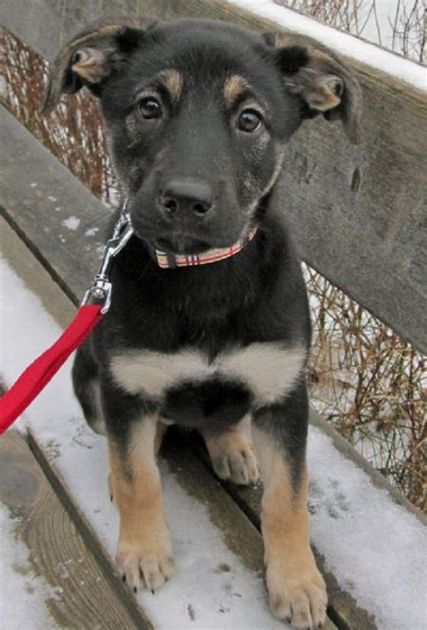We did not find results for: 7 Things to Know Before Buying a German Shepherd & Lab Mix ...