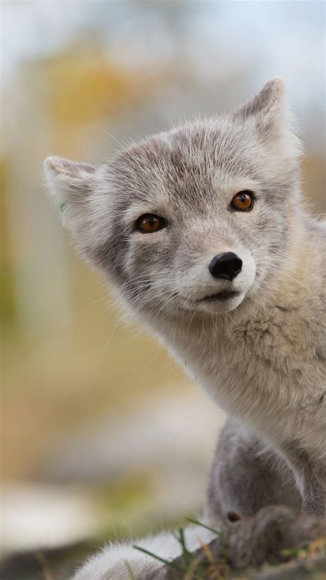 Wallpaper Arctic fox, Northern Hemisphere, animal, Animals #3858