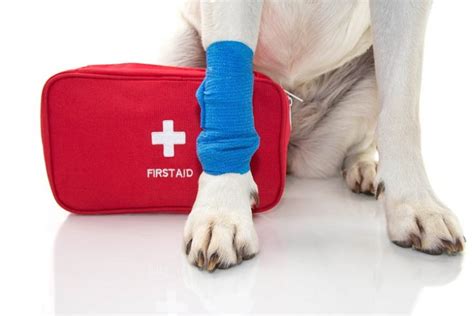 Guide To Packing Your First Aid Kit For Camping Hiking And Hiking With Dogs