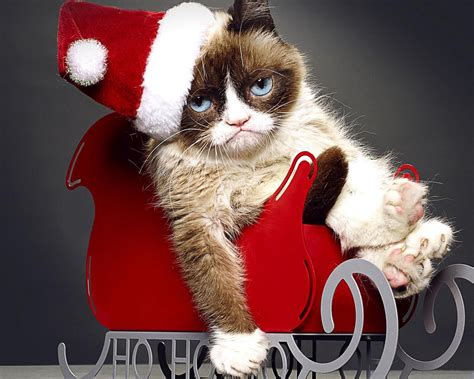 Grumpy Cat Christmas Memes Imgflip