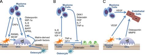 Cellular Interactions In The Bone Marrow Microenvironment In Myeloma Download Scientific