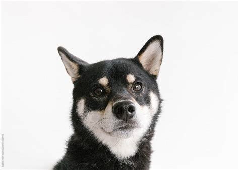 Headshot Of Black Shiba Inu Dog By Stocksy Contributor Sophia Hsin