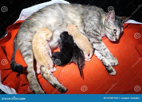 A Cat Feeds Her Litter Of Newborn Kittens Stock Image Image Of Feeds