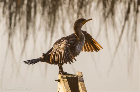 Wallpaper Sunlight Water Nature Wings Feathers Wildlife Sun