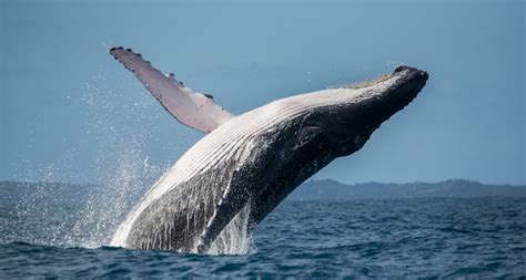 Premium Photo Humpback Whale Jumps Out Of The Water Beautiful Jump