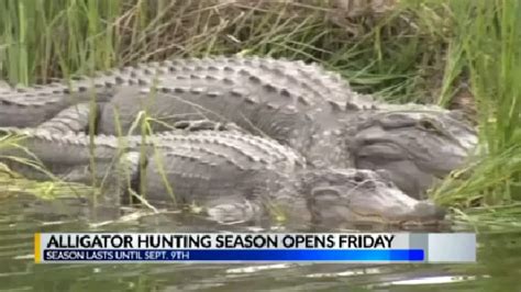Mississippis Alligator Hunting Season Opens Friday Wjtv