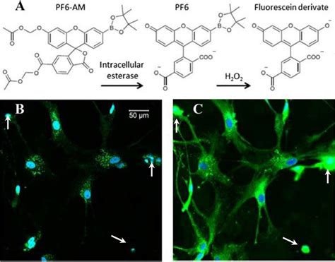 Fluorescence Imaging Of Intracellular H2o2 Production Using