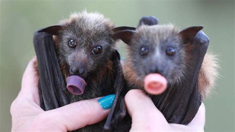 Bathursts Bats Present Little Risk To Humans Park Wires Video
