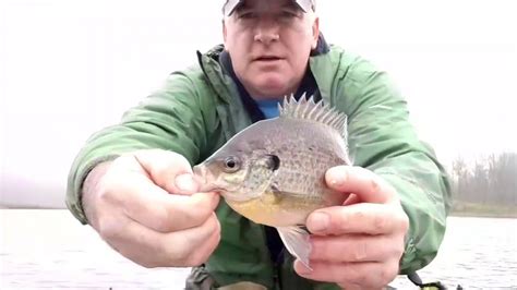 Spring Bluegill Fishing Sw Michigan 2020 Youtube