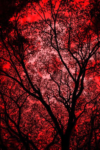 Latar Belakang Halloween Ranting Pohon Mati Di Taman Siluet O Foto Stok
