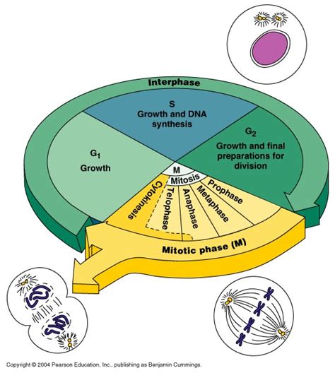 Mitosis occurs in somatic cells of plants and animals. CH03 Mitosis and The Cell Cycle