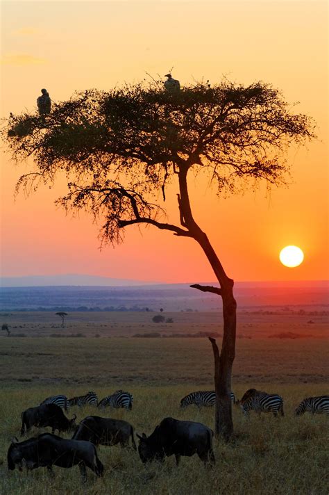 Sunrise In The African Savannah African Sunset Scenery Masai Mara