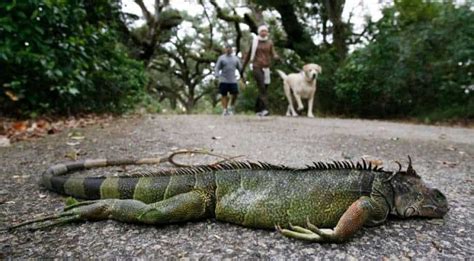 Florida Its Raining Iguanas And They Are Not Dead Trending News