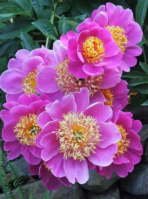 Pin By Galal Ahmad On I Love Pink Beautiful Flowers Pollinator