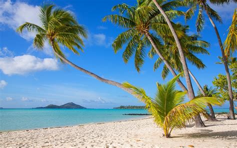 Nature Landscape Tropical Bora Bora Beach Island White Sand Sea Palm