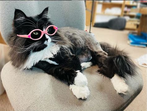 L opticien a engagé un chat mannequin pour encourager les gamins qui portent des lunettes