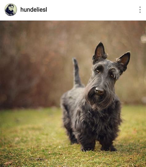 Scottie Mom Scottish Terriers Of Instagram