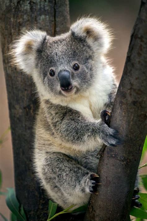 Koala Bear Koalas Cute Animals Animals Beautiful Animals Cute Animals