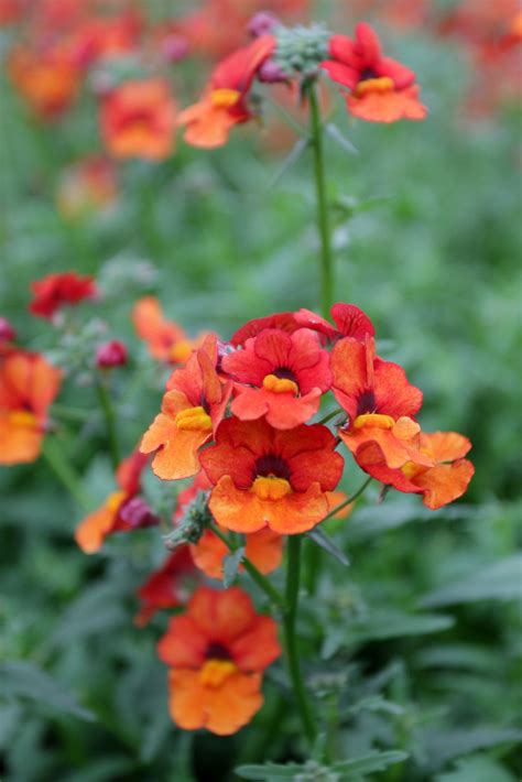 10 Annual Flowers To Plant In Your Garden This Spring