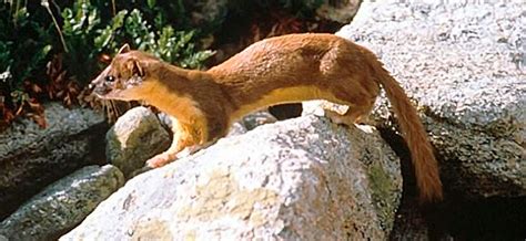 Long Tailed Weasel Vermont Fish And Wildlife Department