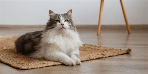 150 Best Long Haired Cat Names Soft And Fluffy Cats