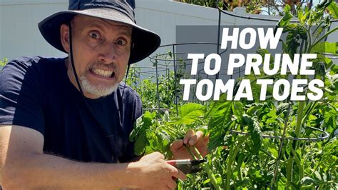 How To Prune Tomato Plants Indeterminate Tomato Pruning Youtube