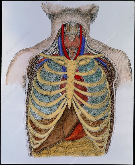 Historical Artwork Of Organs In The Human Thorax Stock Image N310