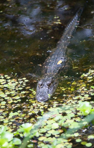 70 Alligator Ambush Usa Animal Stock Photos Pictures And Royalty Free