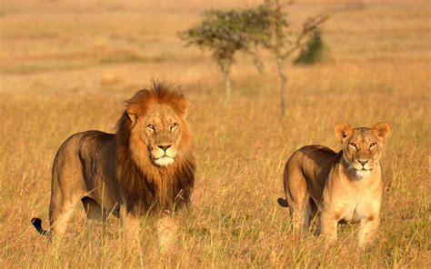 These Lion King Safaris In Kenya And Tanzania Will Show You The Real