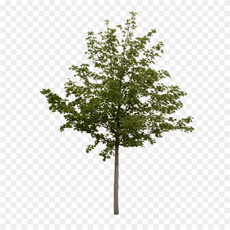 Tree Cutout Png Free Cliparts Download Images On Clipground