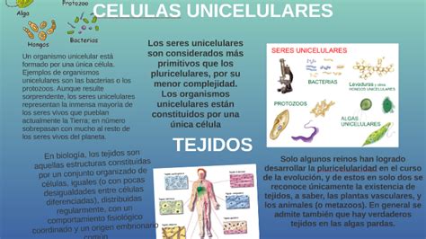 Celulas Unicelulares By Alfonso Vazquez On Prezi