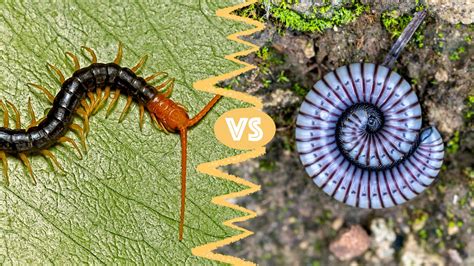 Millipedes Vs Centipedes Whats The Difference