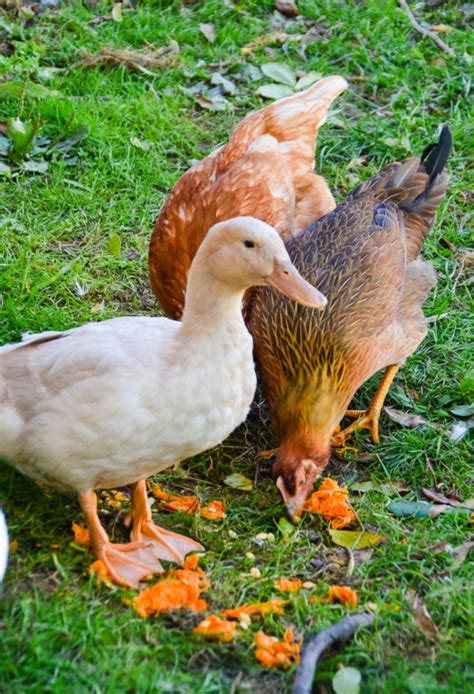 Coop Cohabitation Can Chickens And Ducks Live Together Home In The