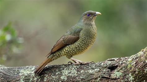 Satin Bowerbird Birdlife Australia