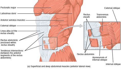 Muscles Of The Chest Abdomen Applied Anatomy Of The Chest Wall And
