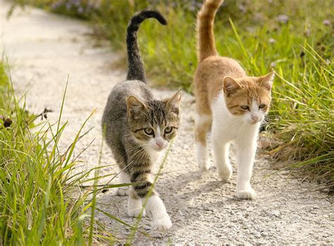 Sie fangen an, in der wohnung oder im haus zu markieren. Freigängerkatze: Alles rund um den Freigang | ZooRoyal Magazin