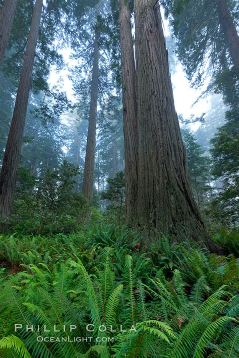 Coast Redwood Sequoia Sempervirens Redwood National Park California