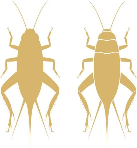 The Best 13 Cricket Insect Silhouette Aboutpartnerarts