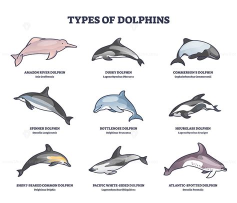 Types Of Dolphins And Swimming Mammals Species Outline Collection