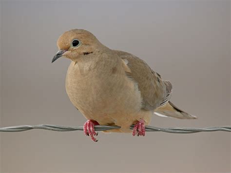 Island Conservation Restoration Could Allow Socorro Dove