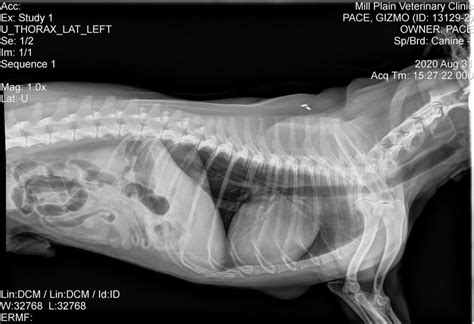 A dog I'm considering adopting has a Grade IV to V heart murmur that was never treated from what
