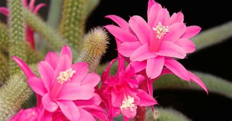Not a total loss on the cactus cup. Rat Tail Cactus: How To Grow & Care For Aporocactus ...