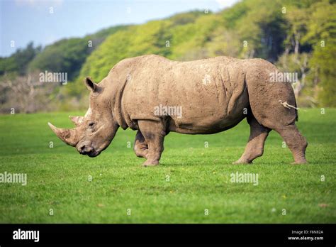 Side View Of A Black Rhinoceros Standing In A Field Stock Photo Alamy