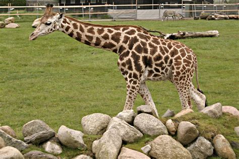 Free Photo Giraf Longneck Mammal Zoo Free Download Jooinn
